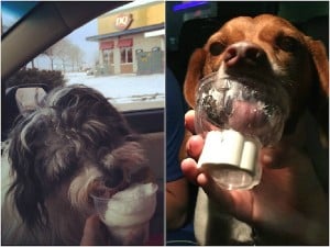 Pup Cup at Dairy Queen