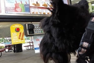 Sonic Dog Treat