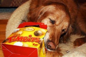 Tim Hortons TimBits for Dogs