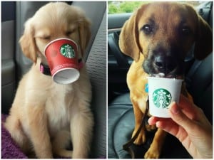 Starbucks Puppuccino for dogs